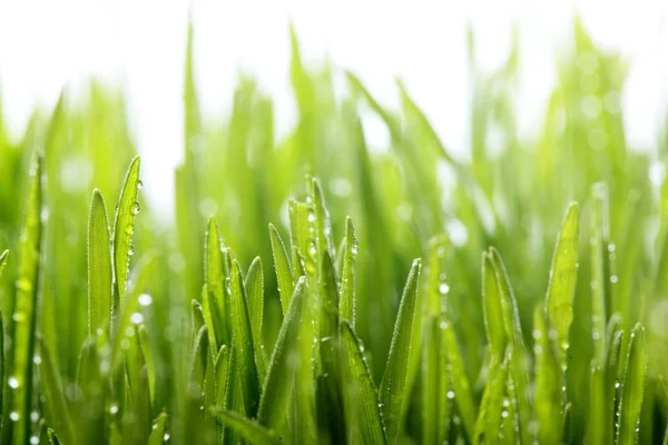 Fresh green grass with water drops on the background of sunlight beams. Soft focus.Spring theme.Concept freshness Stock Photo