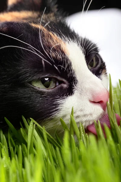 猫在青草上舔露水。吃草维他命春季特写 — 图库照片