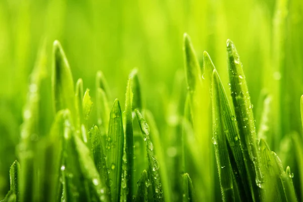 Rumput hijau segar dengan tetes air. focus.Spring theme.Concept freshness.Macro shot — Stok Foto