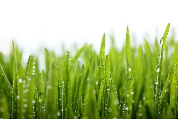 Свежая зеленая трава с капельками воды на фоне солнечных лучей. Весенняя тема. — стоковое фото