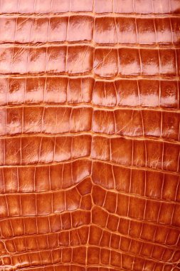 Timsah Cilt doku ve arka plan. Timsah doku cilt.