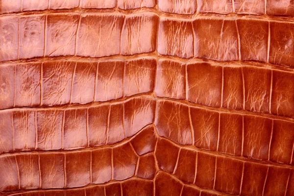 Textura da pele de crocodilo e fundo. Textura da pele de jacaré . — Fotografia de Stock