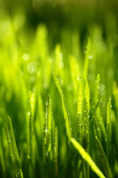 Свежая зеленая трава с каплями воды. Выборочный фокус. — стоковое фото