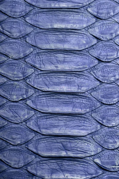 La textura de piel de pitón serpiente morada. Textura macro de la piel —  Fotos de Stock