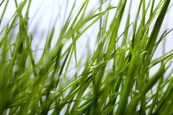 Свежая зеленая трава. Выборочный фокус. — стоковое фото