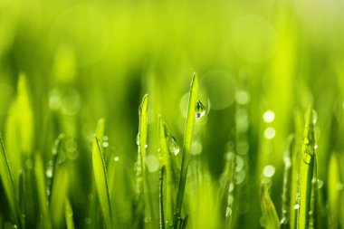 Su ile taze yeşil ot bırakır. Seçici odak. Bahar Tema. Kavram tazelik. Makro çekim