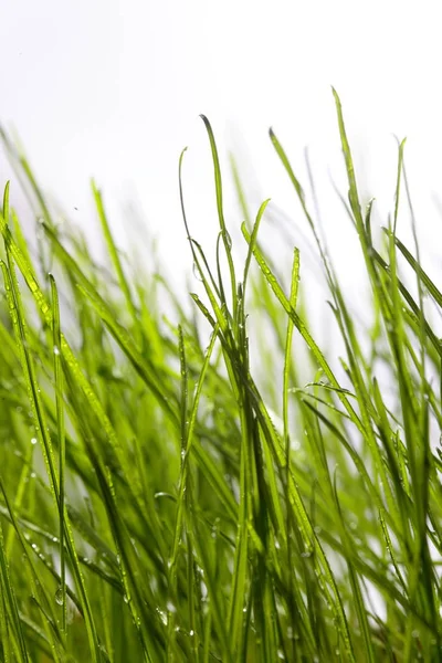 Свежая зеленая трава с каплями воды. Выборочный фокус. — стоковое фото