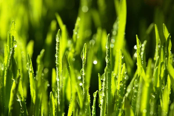 Grama verde fresca com gotas de água. Foco seletivo.Primavera theme.Concept frescor .Macro tiro — Fotografia de Stock