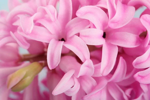 Hyacinth rosa överraskning holländska hyacint. Vårblommor. Parfymen blommande hyacinter är en symbol för tidigt på våren. Closeup.Texture.Pnk blommor — Stockfoto