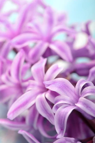 Giacinto viola Giacinto olandese. Fiori primaverili. Il profumo dei giacinti in fiore è un simbolo della primavera prima.Struttura da primo piano.Focus selettivo — Foto Stock