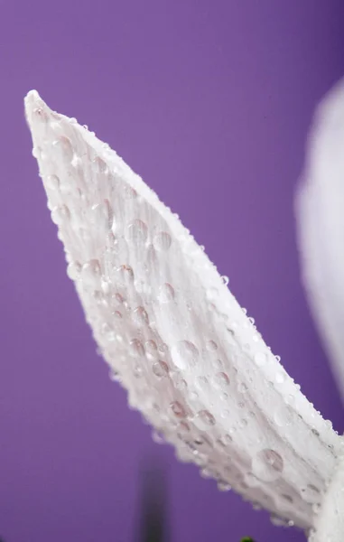 Pétalos de cocodrilo blanco con rocío. Sobre fondo violeta. Hermosas flores primaverales azafrán florecen con gotas de agua. Macro.Primer plano. Enfoque selectivo — Foto de Stock