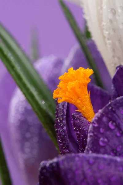 Crocus.Beautiful premières fleurs de printemps crocus fleurissent avec waCrocus.Beautiful premières fleurs de printemps crocus fleurissent avec des gouttes d'eau. Macro.Closeup. Mise au point sélective.Fond violet. Macro.Clo — Photo