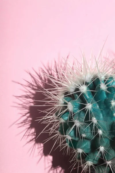 Cactus cactus.Fahion cian sobre fondo de color rosa pastel. Space.vvisual arte de copiar — Foto de Stock