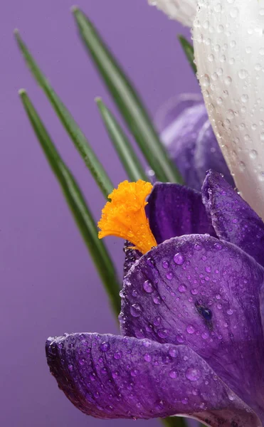 Crocus.Beautiful första våren blommor krokusar blomma med wacrocus. Vacker första våren blommor krokusar blomma med vattendroppar. Macro.Closeup.. Selektivt fokus. Violet backgroundter droppar. Macro.Clo — Stockfoto