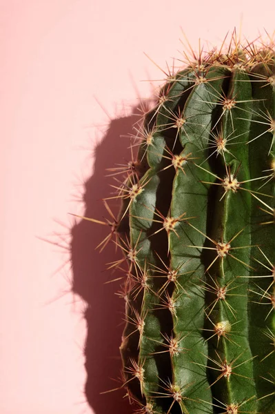 Cactus.fahion image.green cactus auf rosa hintergrund.copy space.visual art — Stockfoto