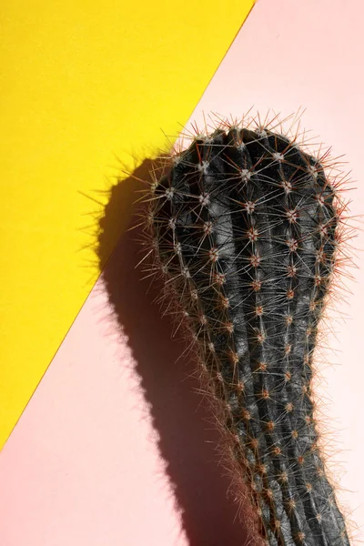 파스텔 핑크와 노란색 배경에 cactus.fahion 블랙 선인장 Space.vvisual 아트 복사 — 스톡 사진