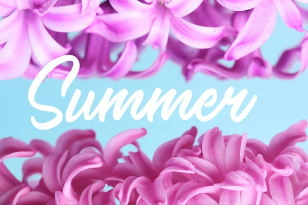 Hiacynt różowy niespodzianka i fiołek holenderski Hiacynt. Closeup.On clolored błękitnym tle. Napis lato — Zdjęcie stockowe