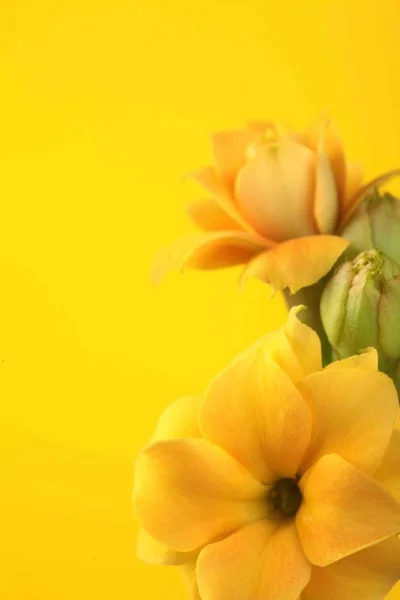 Fleurs de calanchoe jaune. Fleurs jaunes sur fond jaune.Gros plan .Espace de copie — Photo