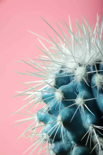 Cactus.fahion cyaan cactus op pastel roze achtergrond. Kopie space.vvisual Art — Stockfoto