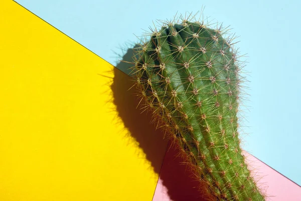 Cactus.fahion 이미지입니다. 하늘색과 분홍색에 선인장을 녹색, 노란색 배경. 공간에 복사 합니다. 시각 예술 — 스톡 사진