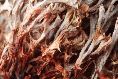 İzlanda yosun. Closeup makro. Doku İzlanda yosun