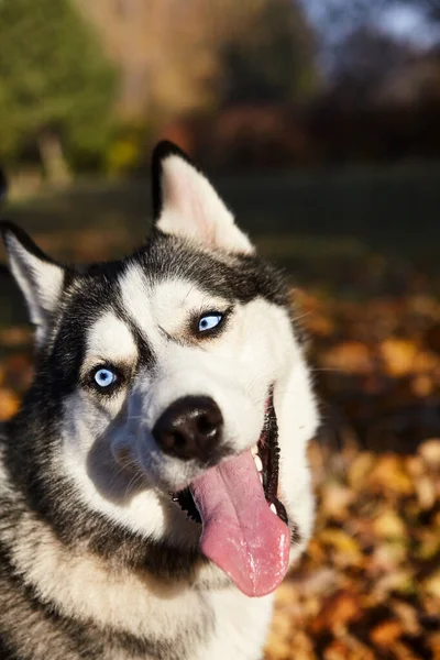 Retrato de un divertido perro Husky siberiano al aire libre — Foto de Stock