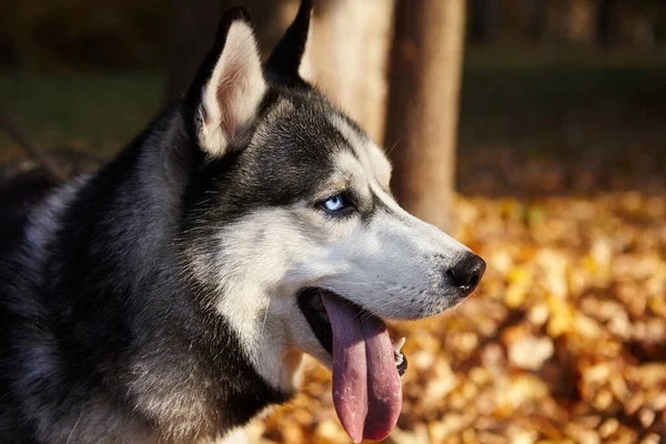 Προσωπογραφία ενός Σιβηρίας Husky σκύλου σε εξωτερικούς χώρους.αντιγραφή χώρου — Φωτογραφία Αρχείου