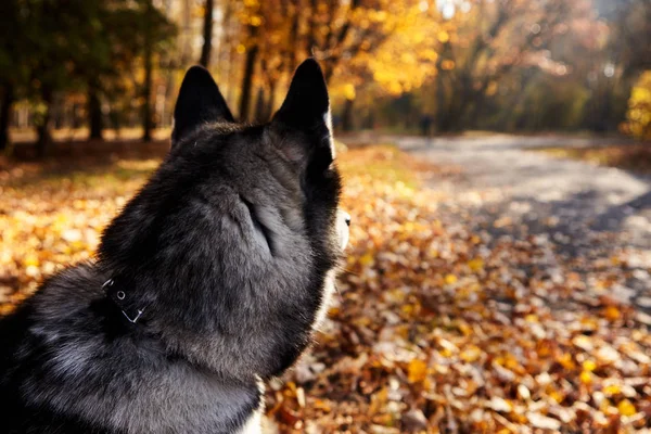 Portré egy szibériai Husky kutya szabadban.. — Stock Fotó