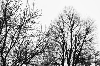 Wodland, yapraksız ağaçlar. Ağaçlar arka planda.