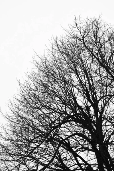 Wodland.Silhoute de árvores sem folhas.Fundo de árvores — Fotografia de Stock