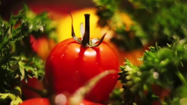 Frische Tomaten sind steil. schöne Tomaten. Tomaten mit tropfendem Wasser. — Stockvideo