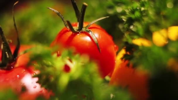Frische Tomaten sind steil. schöne Tomaten. Tomaten mit tropfendem Wasser. — Stockvideo