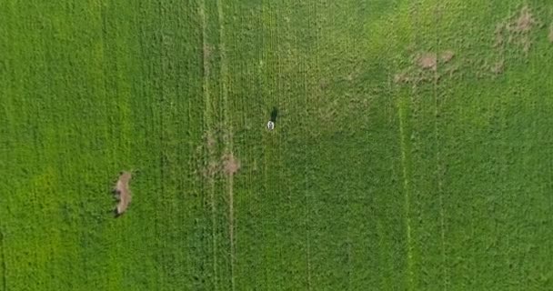 Verliebtes Paar auf einem grünen und gelben Feld — Stockvideo