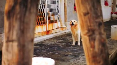 Labrador Venedik sokak. Bir köpek bir şehir sokak kalıp olmadan. Labrador mutlu kuyruğunu Venedik kanalınkıyısında sokakta wags.