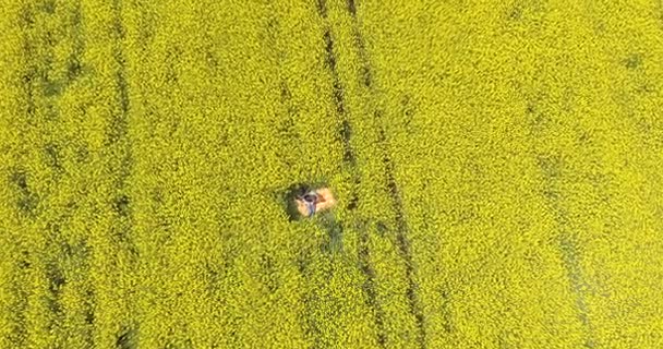 Couple in love on a green and  yellow field — Stock Video