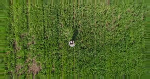 Закохана пара на жовтому, зеленому полі — стокове відео