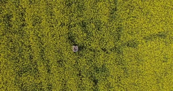 Pareja enamorada en un amarillo, campo verde — Vídeos de Stock