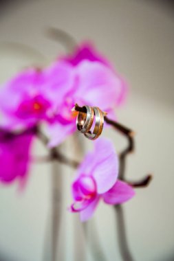Güzel orkide dalı asılı alyanslar. Mor orkide. Yeni evlilere atfetmek.