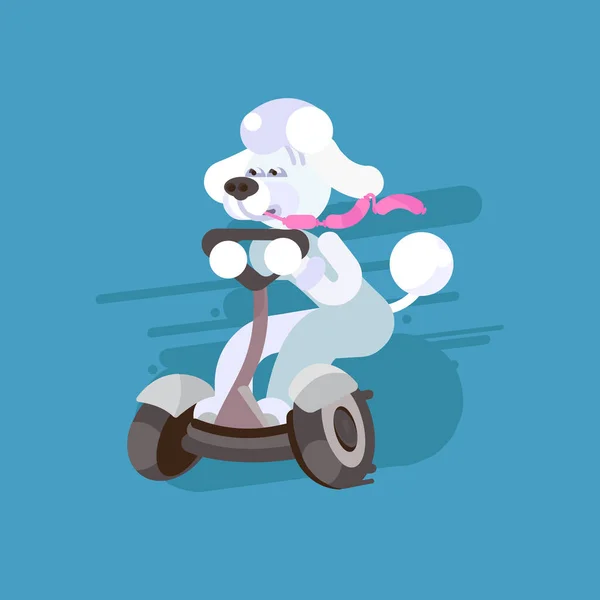 Perro Caniche Divertido Ilustración Perro Monta Segway Ilustración Dibujos Animados — Vector de stock