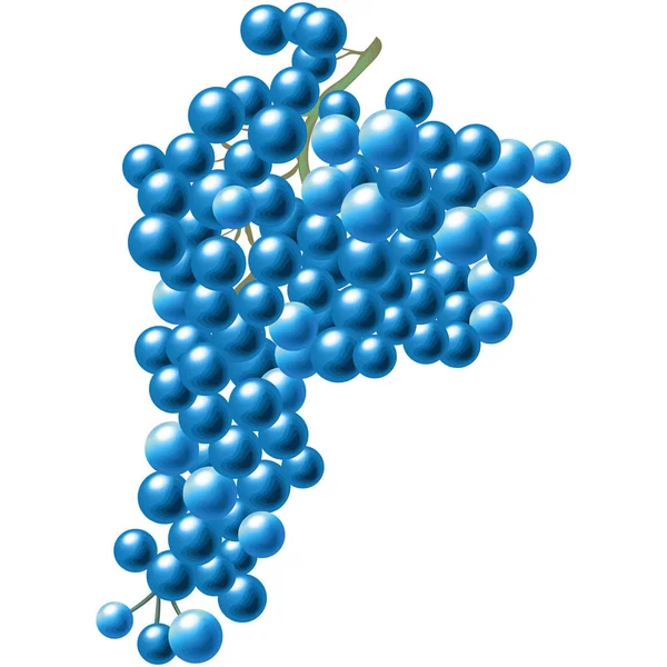Bouquet de raisins bleus. — Image vectorielle