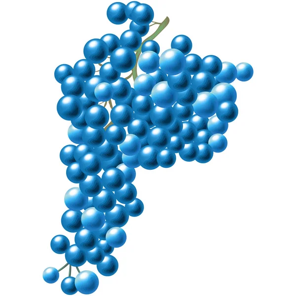 Kupa niebieskich winogron. — Wektor stockowy