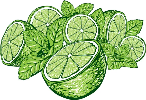 Tranches de citron vert à la menthe — Image vectorielle