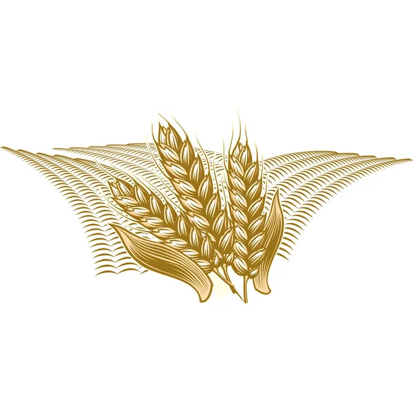 Monochromatyczne vintage Grawerowanie ilustracja dojrzałej pszenicy i fiel — Wektor stockowy