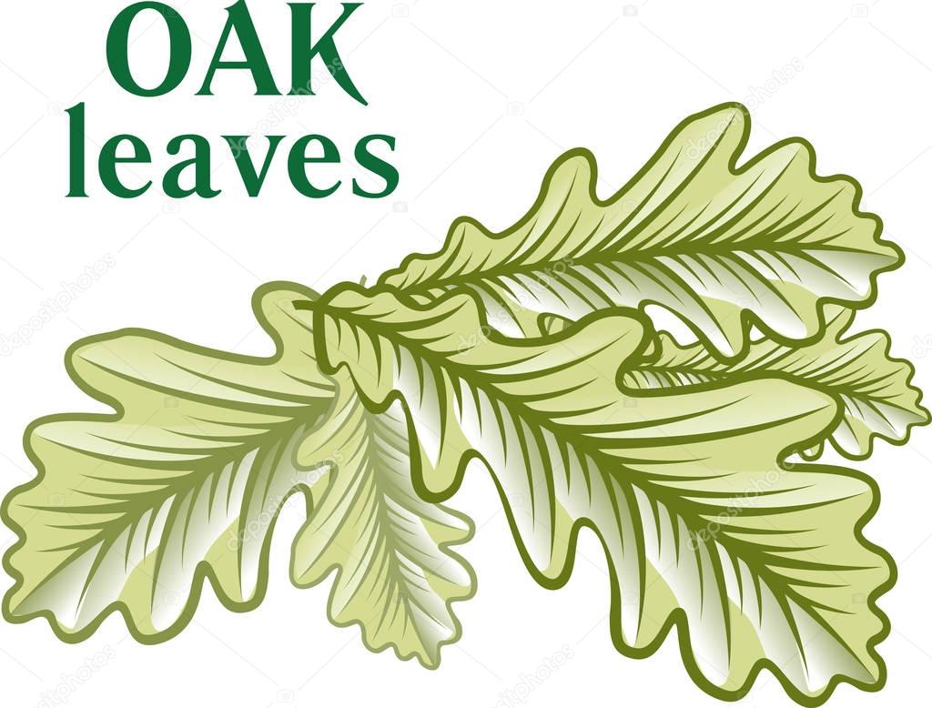 Oak green leaves isolated on white background. 