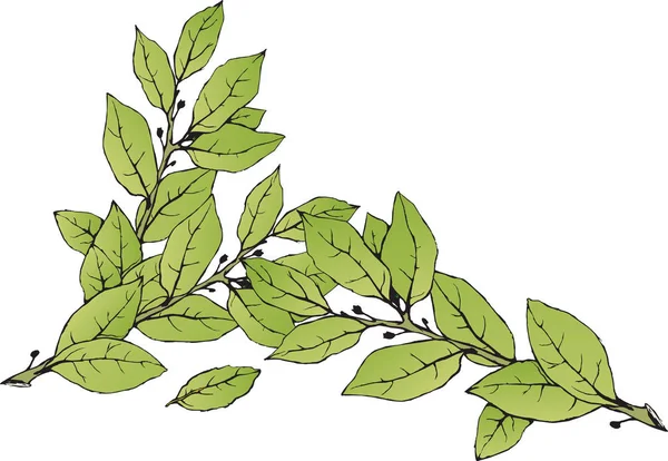 손 그려진된 녹색 월계관 잎에 고립 된 흰색 배경. — 스톡 벡터