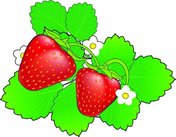 Fresa caricatura roja madura con hojas verdes y flores blancas . — Vector de stock