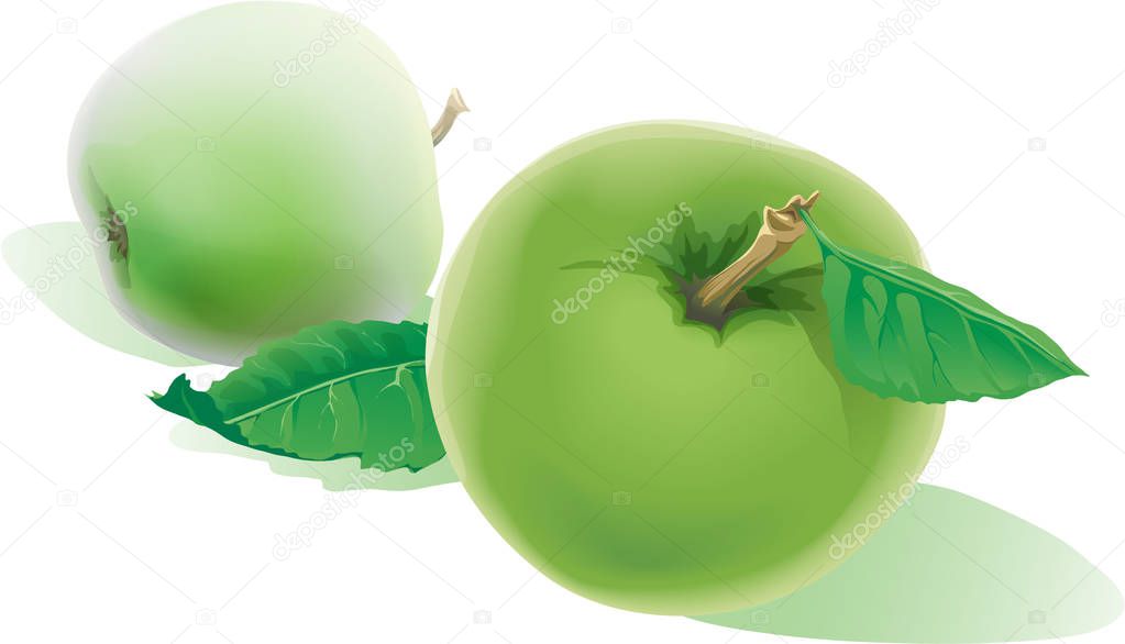 Two realistic ripe green apples with green leaves isolated on a 