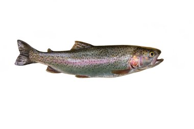 Gökkuşağı alabalıklarında (Oncorhynchus mykiss)