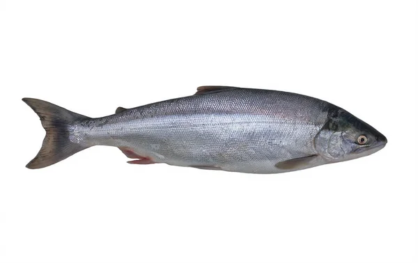 Oroszország, Kamcsatka, Sockeye lazac (Oncorhynchus nerka) — Stock Fotó