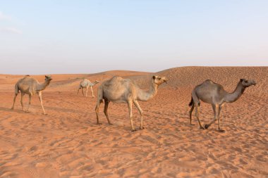 Deve içinde Dubai Desert, Birleşik Arap Emirlikleri